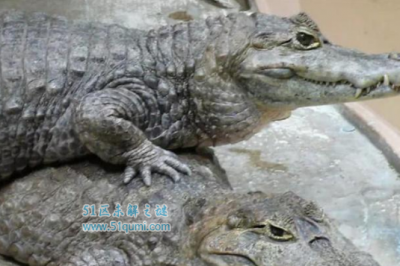 ​亚马逊河十大杀手清点,刺鲶排第一杀伤力极大