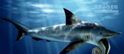 ​旋齿鲨:毁灭于2.5亿年前的灾害 它的牙齿有什么效率?