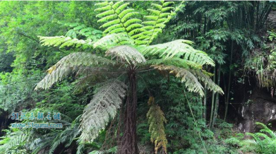 ​桫椤科与恐龙共生共荣，被称为植物界的活化石