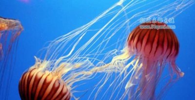 ​灯塔水母果然不妨长久没有死吗？灯塔水母长生缘故是什么？
