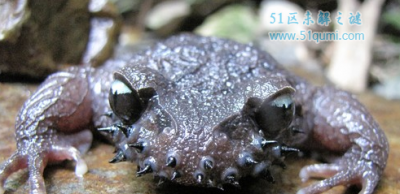 ​髭蟾:长有＂胡子＂的二栖动物 髭蟾蝌蚪能长到10厘米