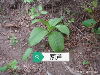 ​藜芦是什么（藜芦的别名叫啥）