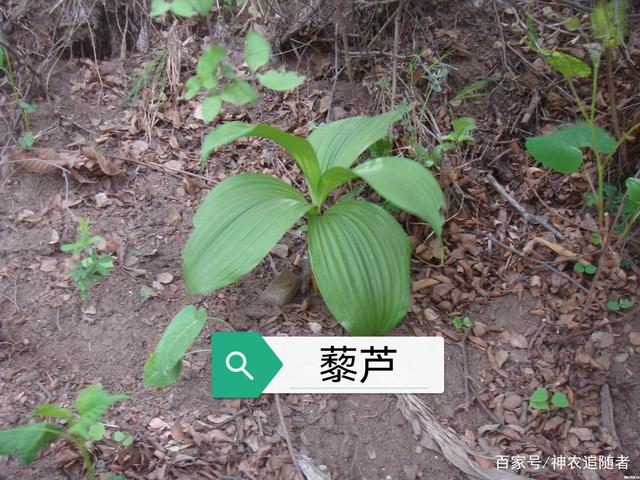 藜芦是什么，藜芦的别名叫啥 