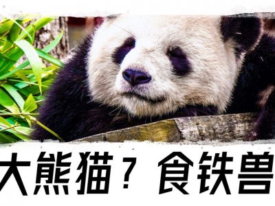 ​食铁兽是什么动物发（熊猫又叫食铁兽）