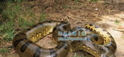 ​亚马逊森蚺有天敌吗?科学家浮夸被生吞是怎样回事?