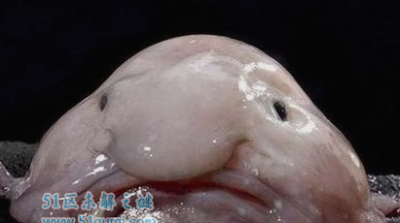 ​史上最丑恶的十大生物，（水点鱼位居寰球榜首