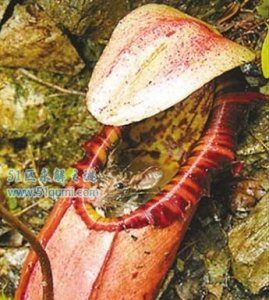 ​巨型猪笼草可并吞老鼠的食肉植物 巨型猪笼草会吃人吗?