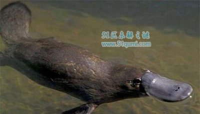 ​鸭嘴兽:最奇异的卵生哺乳动物 鸭嘴兽不妨当宠物吗?