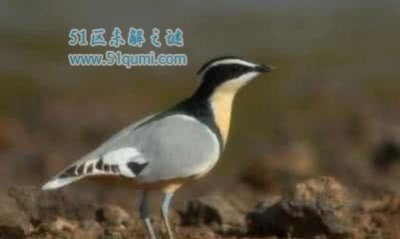 ​牙签鸟与鳄鱼的小说 牙签鸟为什么没有会被鳄鱼吃掉?