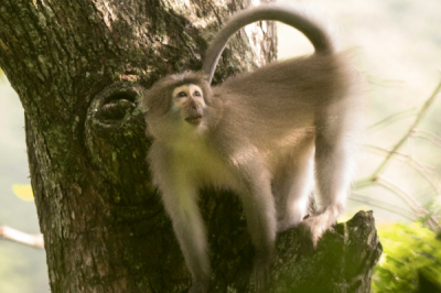 ​桑杰河白眉猴:戴有白色面罩的山公_尾巴极为修长