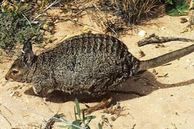 ​纹兔袋鼠：重约3公斤，雄性攻击力强_很少给雌性食物