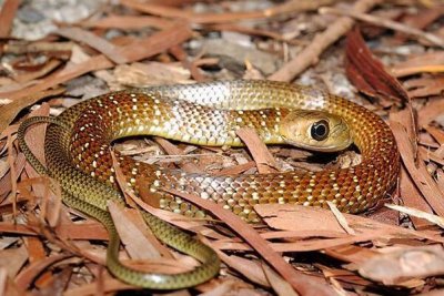 ​滑鼠蛇：无毒蛇，长达200厘米_吞食蛇类惧怕人类