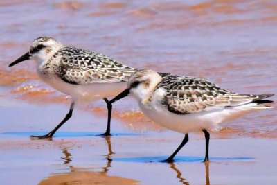 ​三趾鹬：叫声尖励，性格固执疯狂_有危险也继续觅食