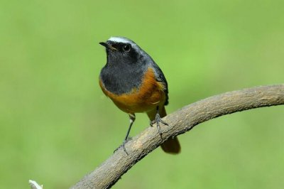 ​乌喉红尾鸲：体长仅13厘米，有多动症_安息时晃动尾巴