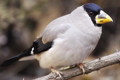 ​黑头蜡嘴雀：适应各种地形环境，叫声似哨声_求偶高昂