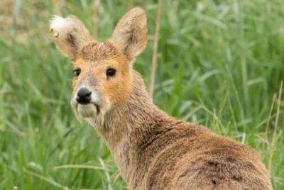 ​吸血鬼鹿：濒危罕见动物，外表残忍_向下弯曲尖利犬牙