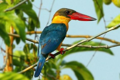 ​鹤嘴翠鸟：长达44厘米，喊声如笑声_嘹亮且锋利