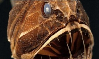 ​揭秘肯伟岛怪物之谜，神奇五个足趾怪物_海洋生物鮟鱇鱼