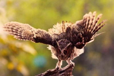 ​领角鸮：长仅19厘米，牝牡鸟常对于唱_喊声为bobobo声