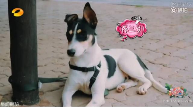 陈柏霖最新电影消息(从花少流放者到睡着的王子)(32)