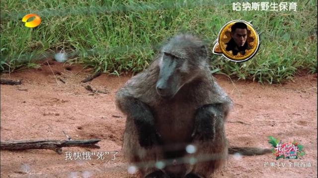 陈柏霖最新电影消息(从花少流放者到睡着的王子)(26)