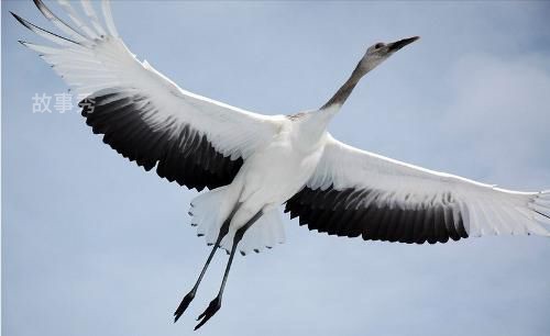 网络图片(侵删)