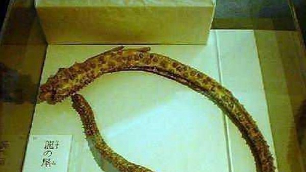 昆仑山冰封的真龙,日本竟收躲了中国真龙标本