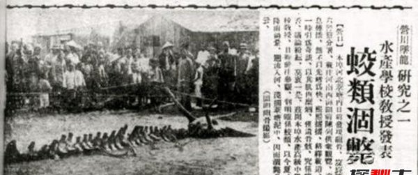 昆仑山冰封的真龙,日本竟收躲了中国真龙标本