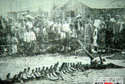 昆仑山冰封的真龙,日本竟收躲了中国真龙标本