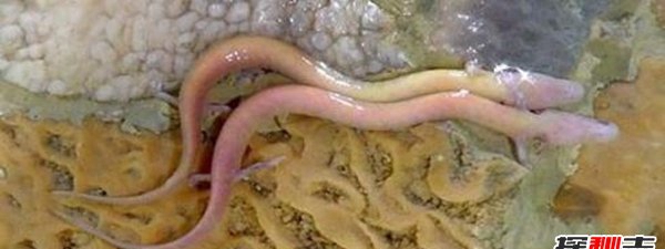 昆仑山冰封的真龙,日本竟收躲了中国真龙标本