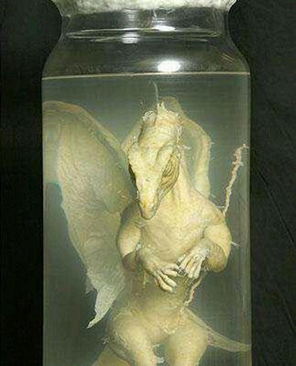 昆仑山冰封的真龙,日本竟收躲了中国真龙标本