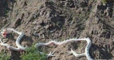 ​昆仑山冰封的真龙是果然吗,传闻真龙真身曝光_图片