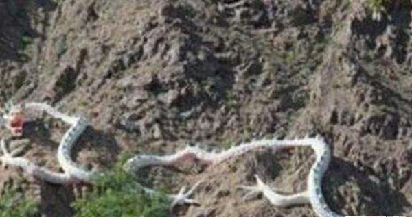 昆仑山冰封的真龙,日本竟收躲了中国真龙标本