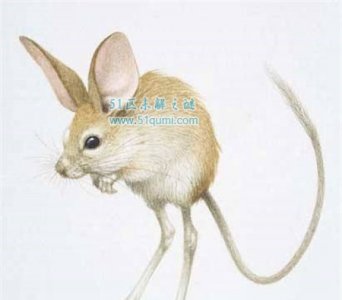 ​中国接近毁灭的十种动物:新疆创造濒危长耳跳鼠