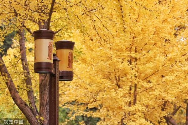圆明园银杏最佳观赏期来了 圆明园银杏最佳观赏期来了