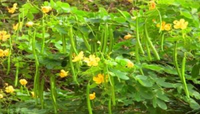 ​决明子植物长什么样（决明子是什么植物）