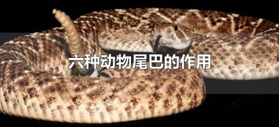 ​六种动物尾巴的作用（各种动物尾巴的作用）