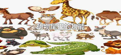 ​动物尾巴的功能（动物尾巴的功能有哪些有哪些作用?）