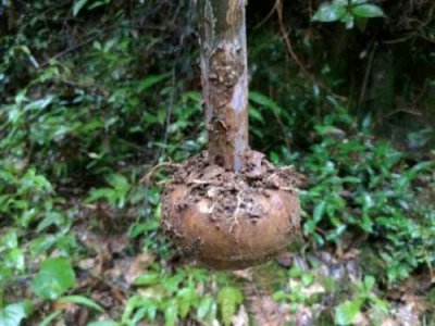 ​魔芋是什么植物的俗称（磨芋是一种什么样的植物？）