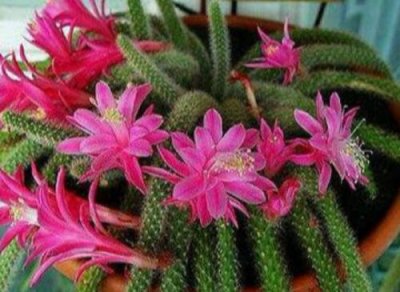 ​鼠尾掌的养殖方法和注意事项（鼠尾掌怎么养才开花）