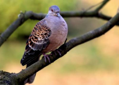 ​斑鸠是几级保护动物（扑杀野生斑鸠怎么处罚）