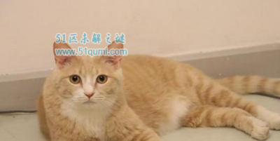 ​十种最讨人喜好的猫咪，橘猫折耳猫纷繁上榜
