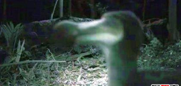 渡渡鸟本来不毁灭,网友竟拍到渡渡鸟在走