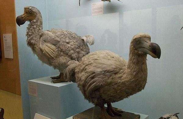 渡渡鸟本来不毁灭,网友竟拍到渡渡鸟在走