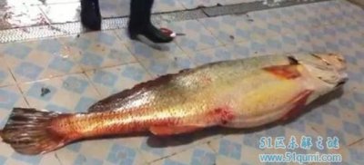 ​款项鳘身价数百万的鱼类 款项鳘鱼胶一斤高达150万元