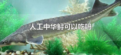 ​人工中华鲟可以吃吗（人工喂养的中华鲟可以吃吗）
