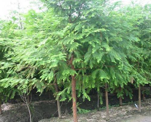 水杉养殖 水杉养殖