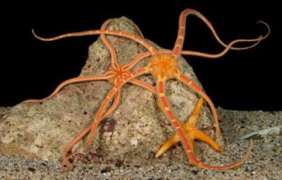 ​海蛇尾有毒吗，有毒性（靠触手粘液毒逮食物）