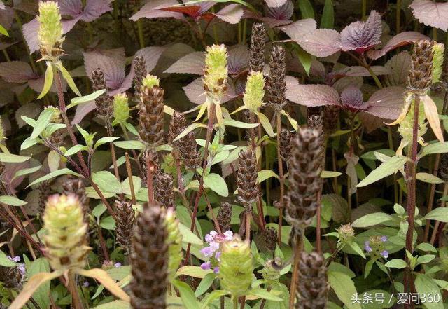 肝火旺严重怎么办（这几招是好办法）(2)