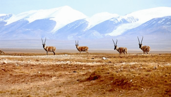 可可西里申遗成功时间(可可西里申遗成功)(2)